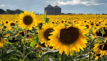 Girasol récord: Argentina logra la mejor primera mitad del año en más de 20 años