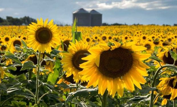 Girasol récord: Argentina logra la mejor primera mitad del año en más de 20 años