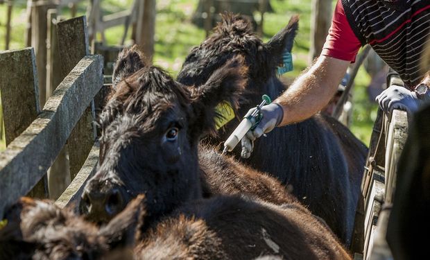 Con financiamiento de $ 10,4 millones, empresa público-privada exportará vacuna argentina contra la diarrea viral bovina