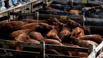 El mercado de Cañuelas solo recibió 2.290 vacunos