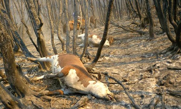 Por incendios, declaran la emergencia agropecuaria en Chubut 