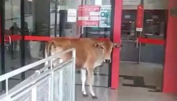 Qual a relação da queda do preço do leite com a visita de uma vaca ao banco?