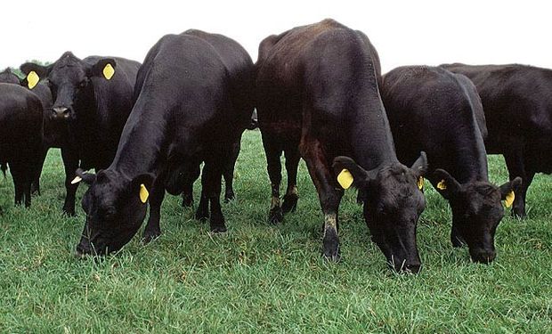 "La cadena de ganados y carnes espera que la dejen trabajar"