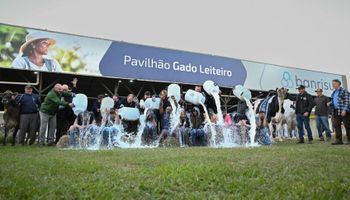 Vaca campeã impressiona com alta produção de leite em concurso no RS