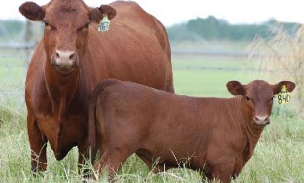 Golpe a la ganadería: cuál sería el impacto de la sequía en el stock de hembras