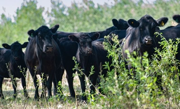 Reclaman que Nación incorpore a la emergencia agropecuaria distritos afectados por la sequía de Buenos Aires