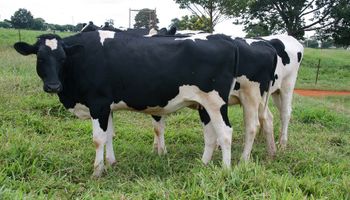 Produtores de leite opõem-se a rótulos “lácteos” em produtos vegetais 