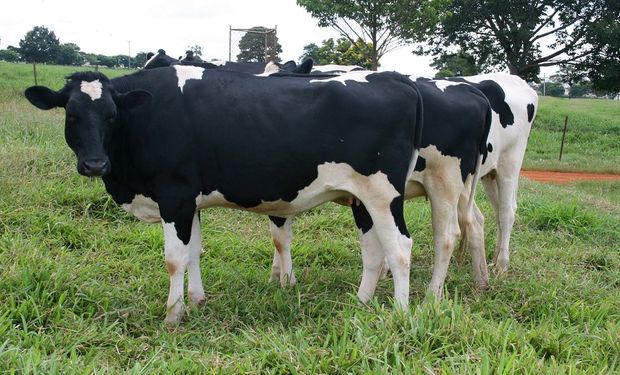 Vacas da raça Holstein, também chamada raça Holandesa, em produção no Brasil. (foto - Luiz H. Pitombo)