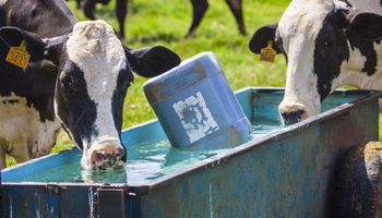 Rebanho a pasto gasta 48,4% menos água por vaca na produção de leite