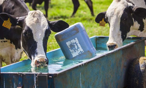 Rebanho a pasto gasta 48,4% menos água por vaca na produção de leite