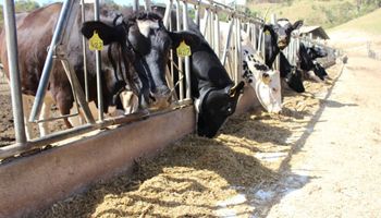 Fazenda leiteira pode ser carbono negativa 