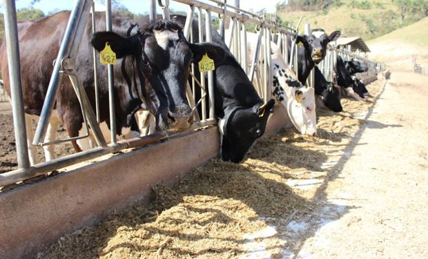 A maior parte dos GEE na cadeia leiteira é de metano, vindo da fermentação entérica dos animais. (foto - Daniel Azevedo)