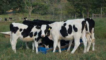 Alta global nos custos de produção de leite prejudica Brasil