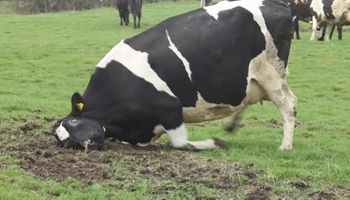 Brasil investiga un caso sospechoso del “mal de la vaca loca”