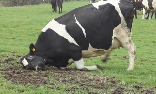 Brasil investiga un caso sospechoso del “mal de la vaca loca”