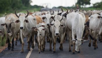 Vaca loca: Brasil investiga dos casos sospechosos en humanos