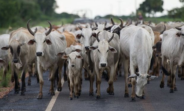 Vaca loca: Brasil investiga dos casos sospechosos en humanos