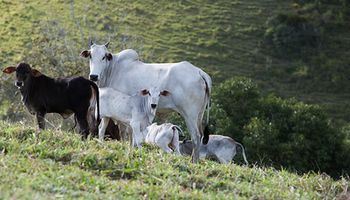 Consumidores não devem se preocupar com caso de vaca louca, diz Fávaro