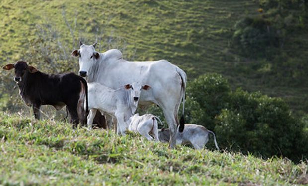 OPERAÇÃO VACA LOCA