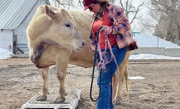 Megan treinava cavalos em sua propriedade em Nebraska e se encantou por Ghost desde a primeira vez que a viu.