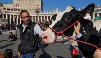 Agricultores italianos levam vaca ao Vaticano para receber benção do Papa