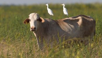 Gripe aviária já contamina vacas de 12 fazendas e trabalhador nos EUA
