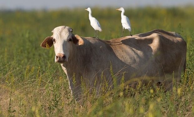 Gripe aviária avança entre vacas de 12 fazendas e um funcionário nos EUA 