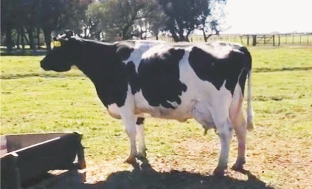 La vaca de los 150 mil kilos de leche que rompió un récord nacional