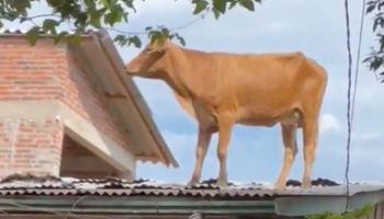 Emater lista prejuízo do agro com ciclone no Rio Grande do Sul