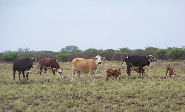 Cómo manejar el rodeo en condiciones climáticas extremas