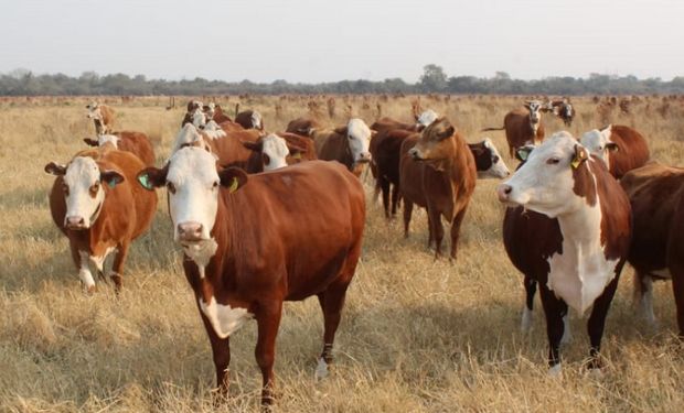 Hacienda: cómo controlar parásitos en bovinos de recría pastoril