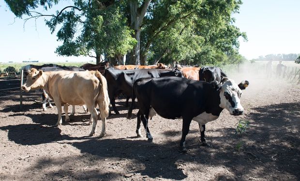 Ola de calor: recomendaciones para garantizar el bienestar animal