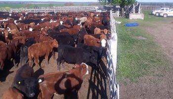 Secuestran 900 bovinos y 600 porcinos valuados en más de 190 millones de pesos