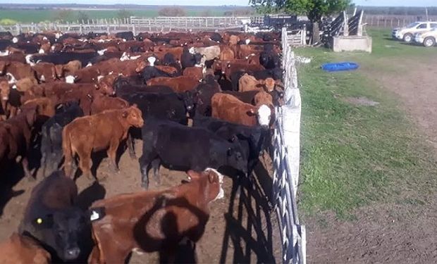 Secuestran 900 bovinos y 600 porcinos valuados en más de 190 millones de pesos