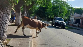Una vaca rompió la cuarentena: sin barbijo, se paseó por el centro de una localidad bonaerense