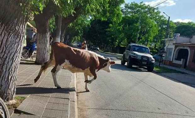 Una vaca rompió la cuarentena: sin barbijo, se paseó por el centro de una localidad bonaerense