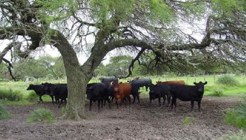 Recomendaciones para almacenar carbono en sistemas ganaderos