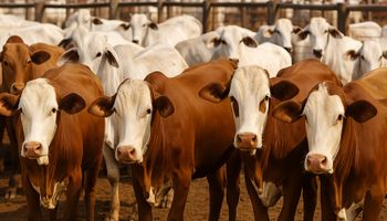 Deputados de MT aprovam redução de 30% no "Fethab da vaca"