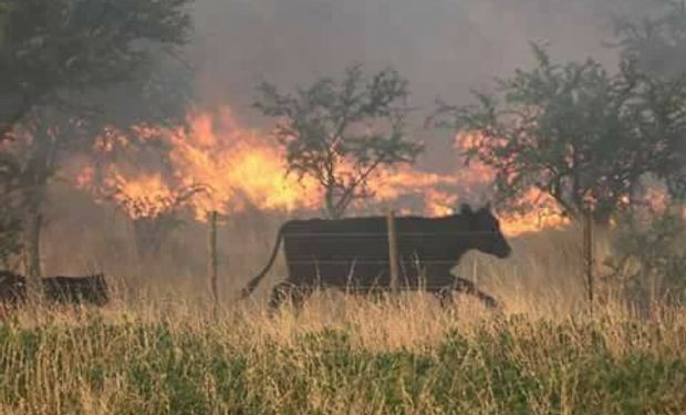 Mas de 800.000 hectáreas están siendo afectadas por el fuego.