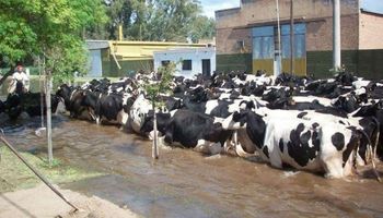 La industria láctea se resiente