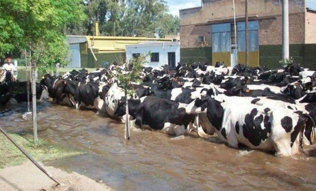 Vacas inundadas.