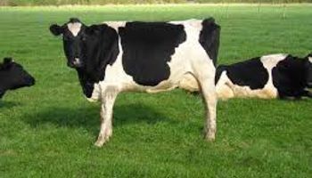 Fonterra mostró valores en baja