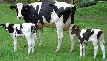 "Los productores lecheros están perdiendo plata"