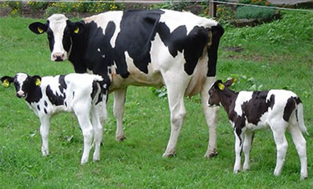 La actividad agropecuaria y la lechería, en particular, consumen grandes cantidades de agua.