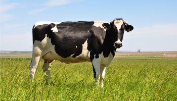México: venden vacas para sostener precio de la leche