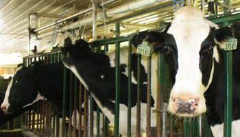 Rafalea: se destaca una vaca que produce 60 litros por día