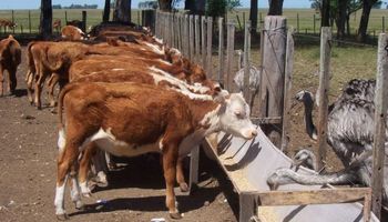 Destacan que en Argentina nunca se registraron casos de Vaca Loca