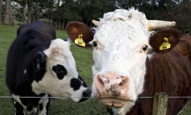 La encelofalopatía bovina apareció en el Reino Unido en la década del 80. Foto: Reuters