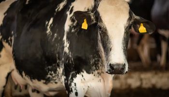 Caso suspeito de "Doença da Vaca Louca" em idoso é investigado em Minas Gerais