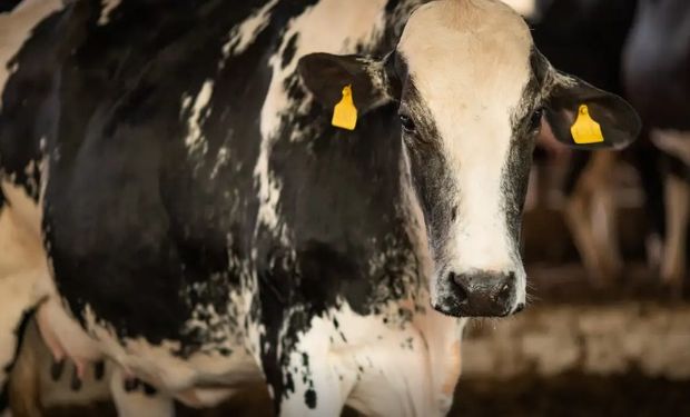 Caso suspeito de "Doença da Vaca Louca" em idoso é investigado em Minas Gerais